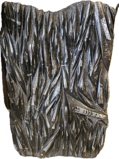 Orthoceras ca 500 mio Jahre alt - ca 120 kg